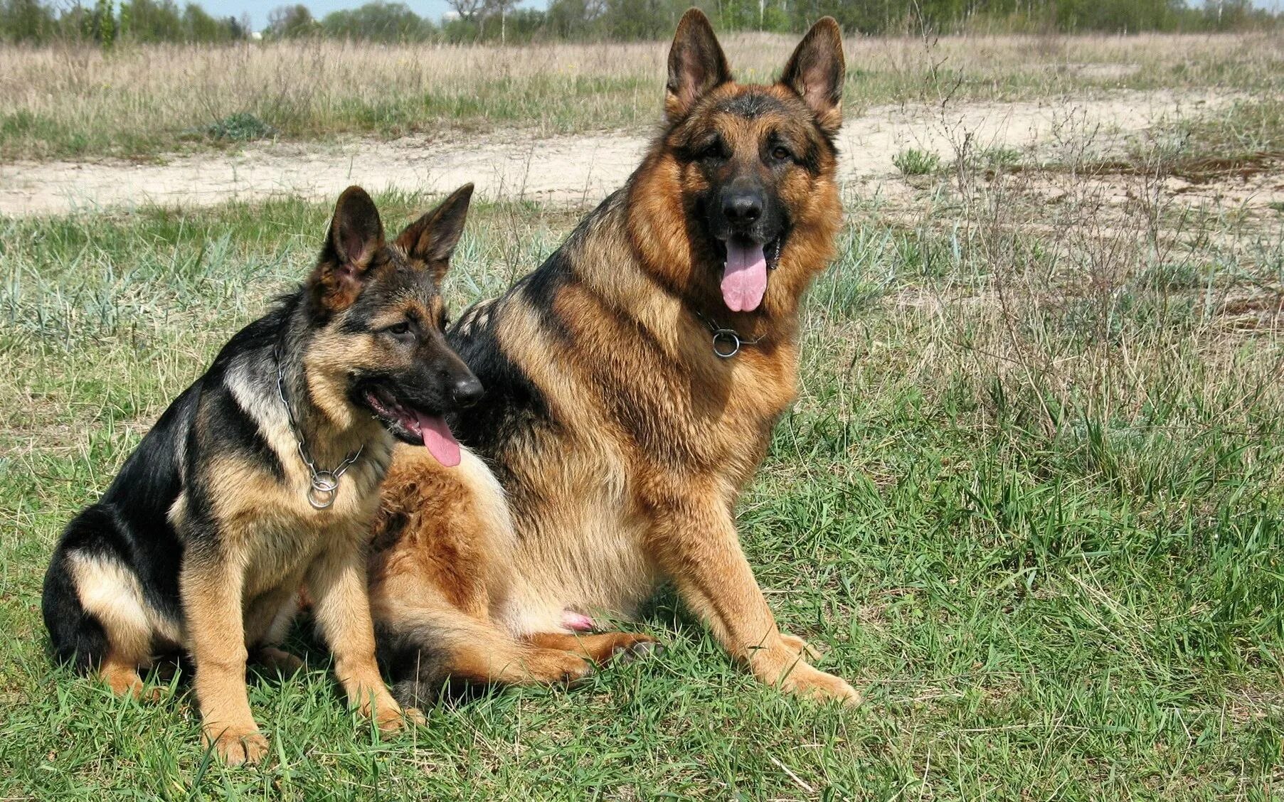 Баварская овчарка Shepherd. German Shepherd немецкая овчарка. Немецкая овчарка чепрачного окраса. Немецкая овчарка Шеферд.