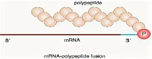 Полипептиды 8. Полипептид 80 добавка еды. Polypeptide Frozen age Water.