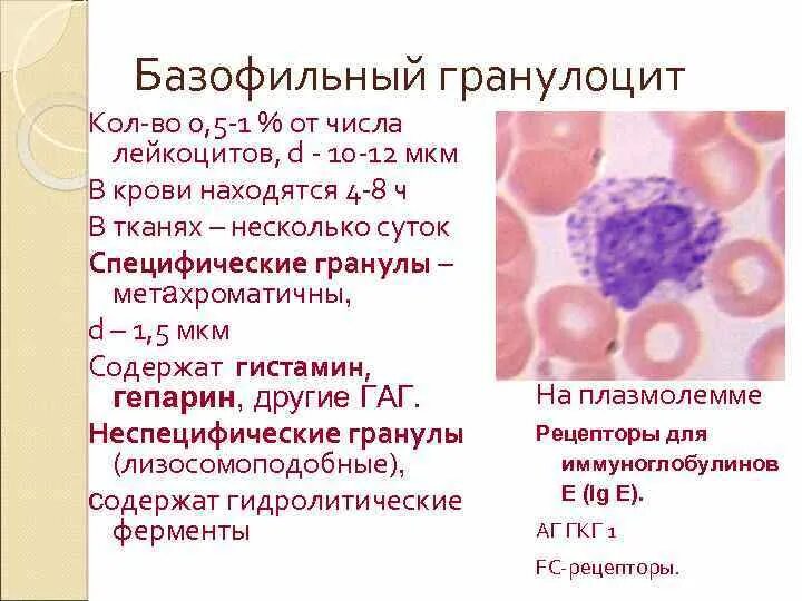 Базофильный гранулоцит строение. Базофильные гранулоциты в крови. Базофильный гранулоцит гистология. Азурофильные гранулы базофильных лейкоцитов. Реакция на лейкоциты положительная