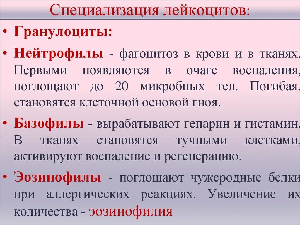 В очаге острого воспаления нейтрофилы секретируют. Роль лейкоцитов в очаге воспаления. Функции лейкоцитов в очаге воспаления. Роль различных видов лейкоцитов в очаге воспаления. Функции лейкоцитов при воспалении.