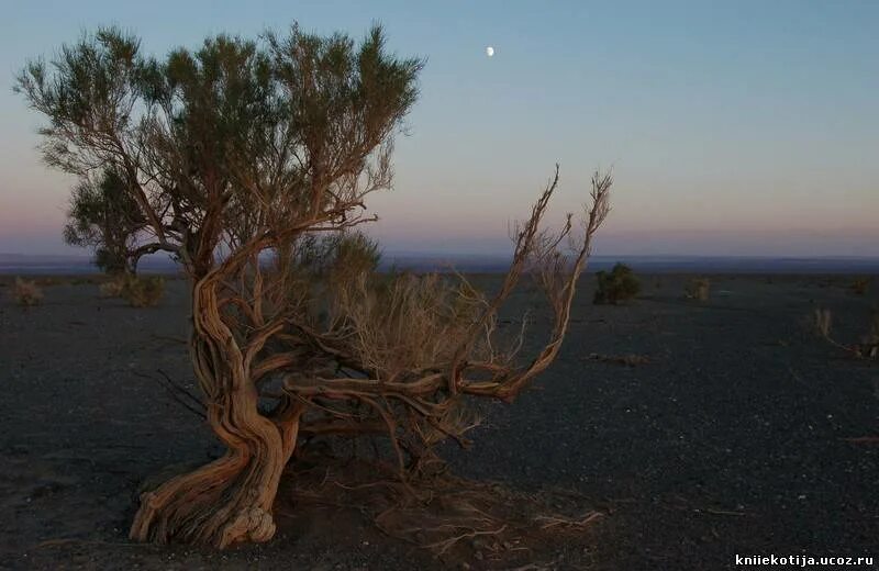 саксаул растение пустыни зоны. саксаул растение природной зоны. черный саксаул растение. растительный мир пустыни саксаул. саксаул растение пустыни.