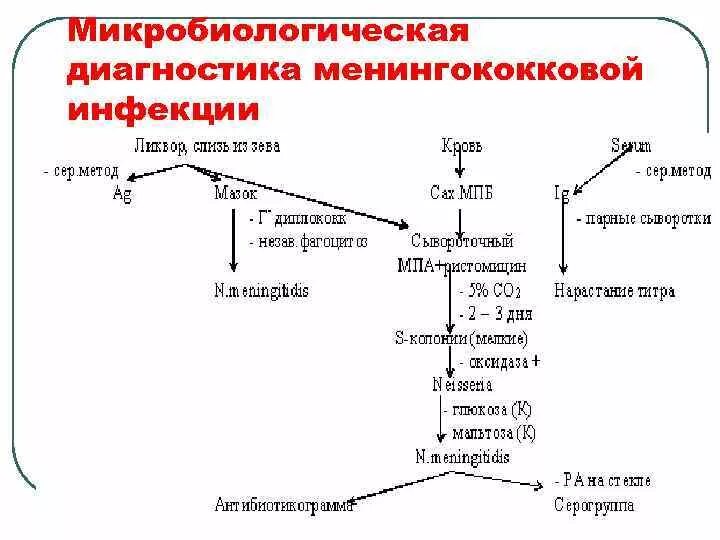 Диагностика менингококкового менингита. Алгоритм лабораторной диагностики менингококковой инфекции. Схема микробиологического исследования на менингококк. Бактериологический метод диагностики менингококковой инфекции. Бактериологический метод исследования менингококковой инфекции.