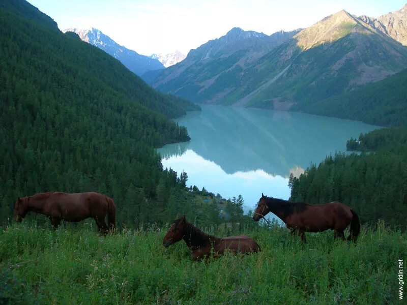 Устремляясь по алтаю. По долинам и горам алтая келлер. Устремляясь по алтаю. Устремляясь по алтаю. Алтай в июле.
