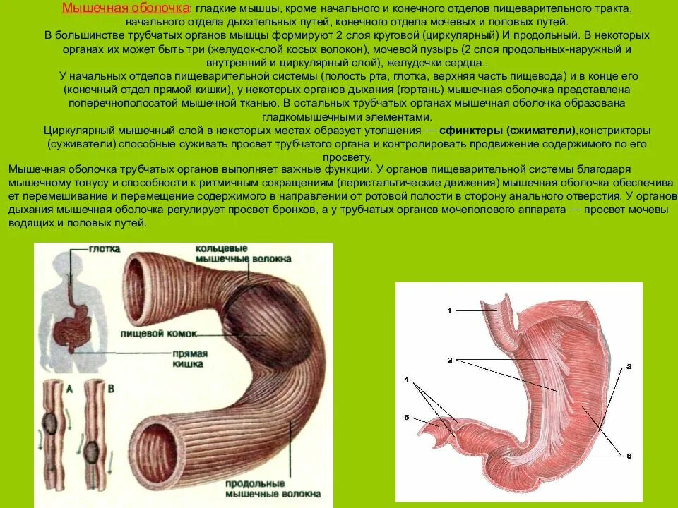 Трубчатый орган 5. Мышечная оболочка органов. Мышечная оболочка пищеварительного тракта. Мышечная оболочка трубчатых органов. Особенности мышечной оболочки.