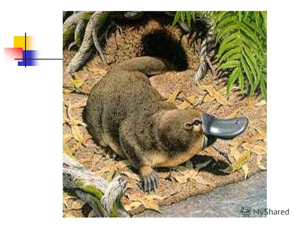 Сумчатый Утконос. Утконос в Австралии. Животные Австралии Утконос и ехидна. Утконос сумчатое животное.
