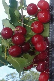 Вишня сорт уральская рубиновая