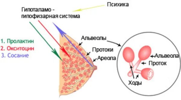 Лактация схема. Альвеолы молочной железы. Грудное молоко. Гормоны грудного молока. Пролактин молоко