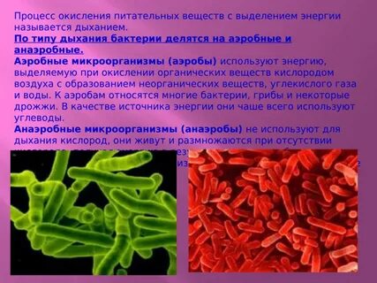 Анаэробные живые организмы