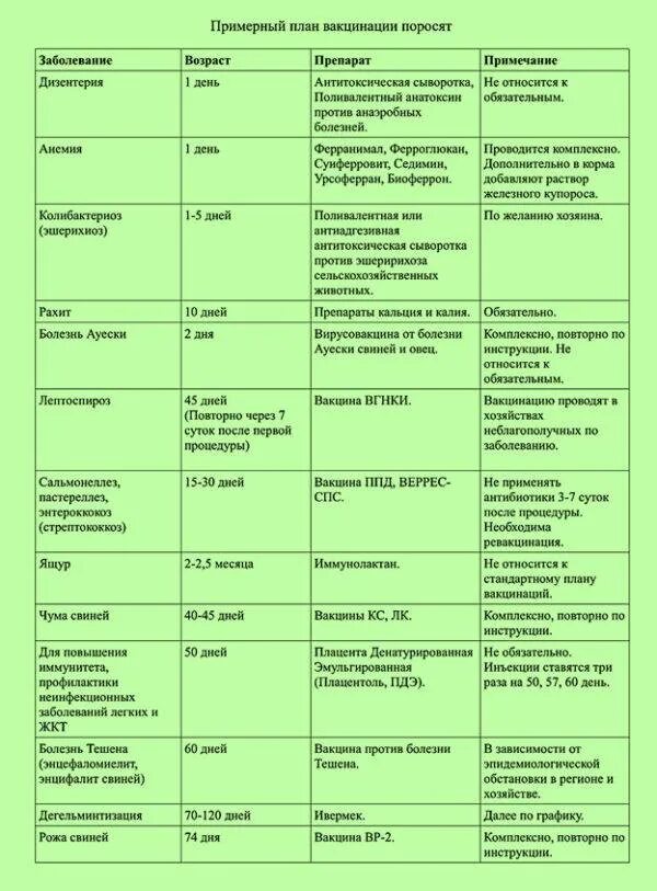 Через сколько после глистования можно делать прививку. Схема вакцинации свиноматок. График вакцинации поросят с рождения. Таблица прививок для поросят. Вакцинация свиней схема.