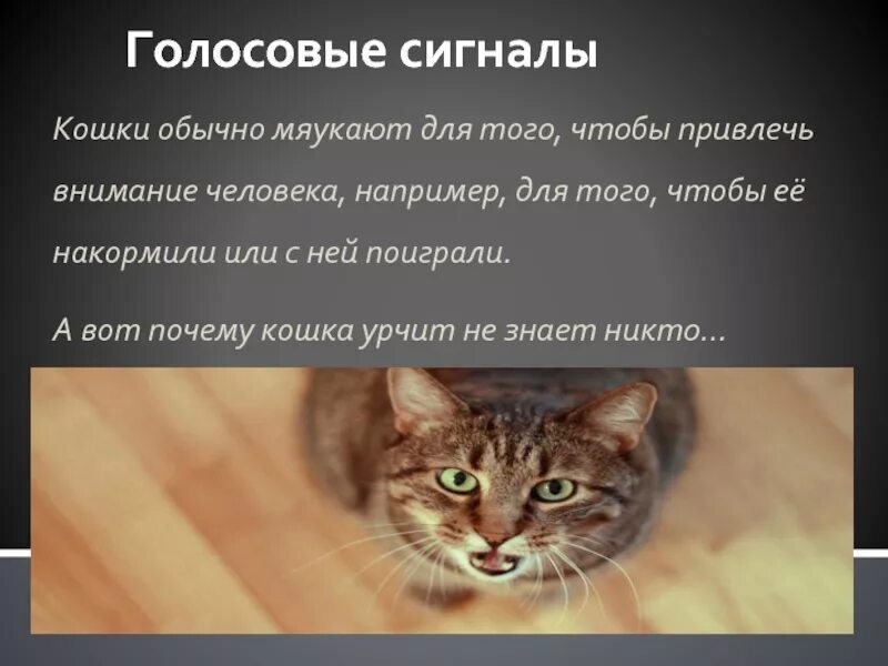 Кошка мурчит как трактор. Когда кошки мяукают. кот постоянно мяукает. почему коты мяукают. почему кошка постоянно мяукает.