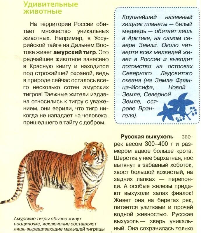 Тигр где находится история 5 класс. Какие тигры водятся в России. Где живёт Амурский тигр. Амурская область на карте где обитают Амурские тигры. Сколько проживает амурских тигров в России на 2024 году.