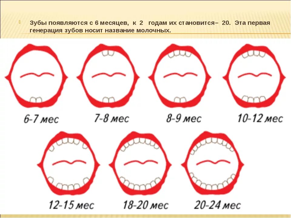Количество зубов в 1