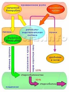 Стеркобилин это