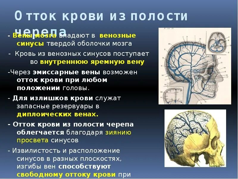 Отток головного мозга. Эмиссарные вены головного мозга. Эмиссарные вены и синусы. Пути оттока венозной крови из синусов.