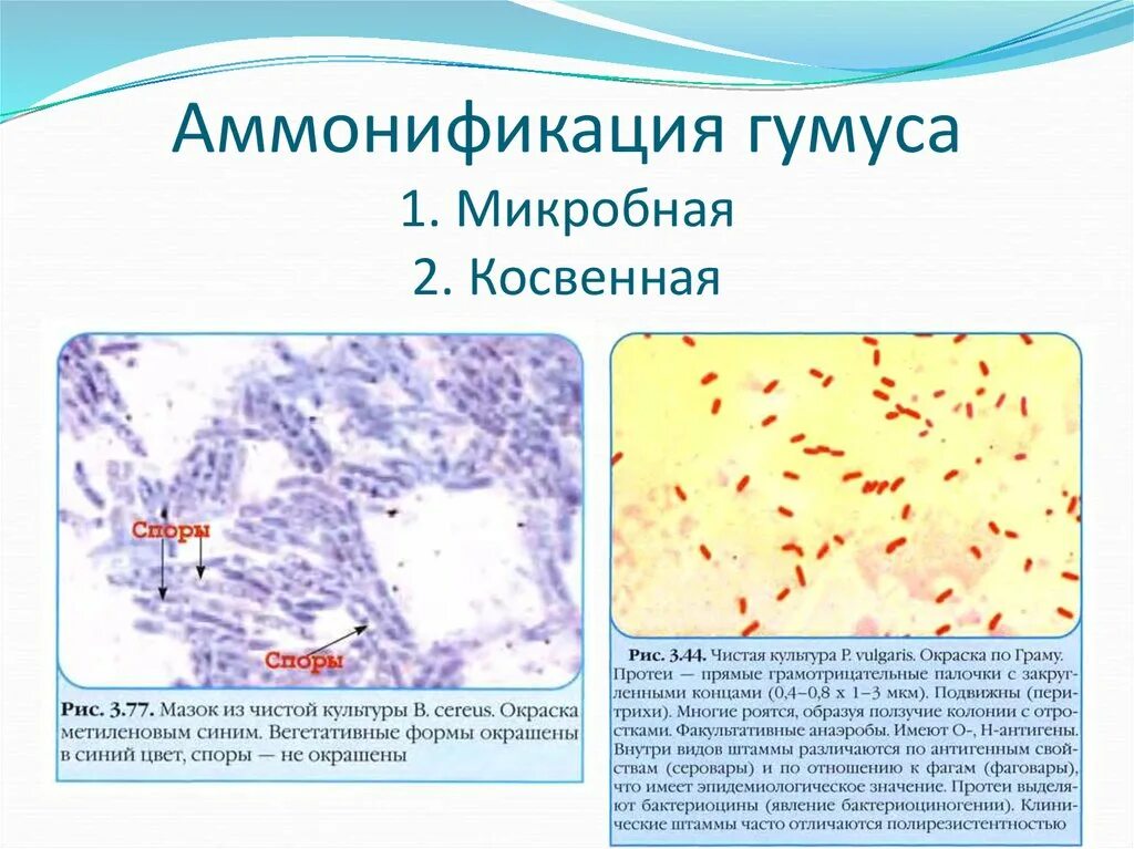 Бактерии аммонификаторы. Аммонифицирующие микроорганизмы. Процессы вызываемые микроорганизмами аммонификация. Аммонификация микробиология. Аммонификация