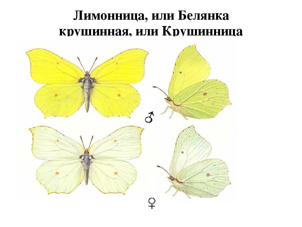 Бабочка лимонница самка. Бабочка лимонница самка и самец. Бабочка капустница и лимонница. Бабочка капустница самка и самец. Бабочка лимонница рисунок