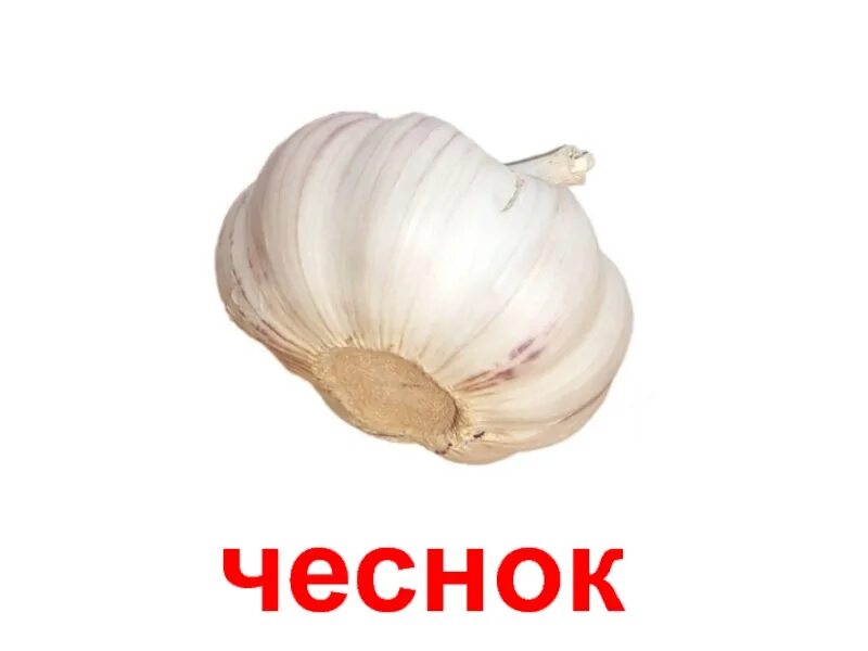 Карточки овощи чеснок. Как произносится чеснок на английском. Чеснок на белом фоне. Карточка чеснок. Чеснок карточка для детей.