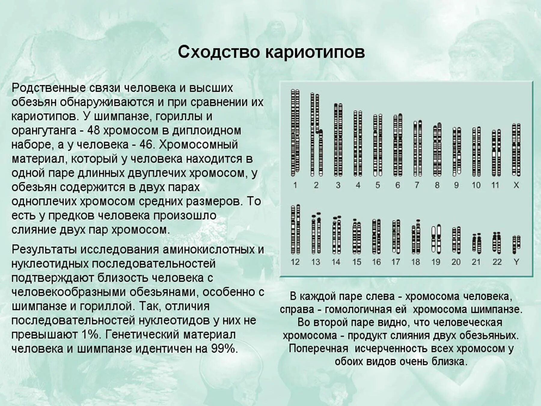 Хромосомы человека и шимпанзе сравнение. Сравнение кариотипа человека и шимпанзе. Кариотип обезьяны и человека. Кариотип человека и шимпанзе.