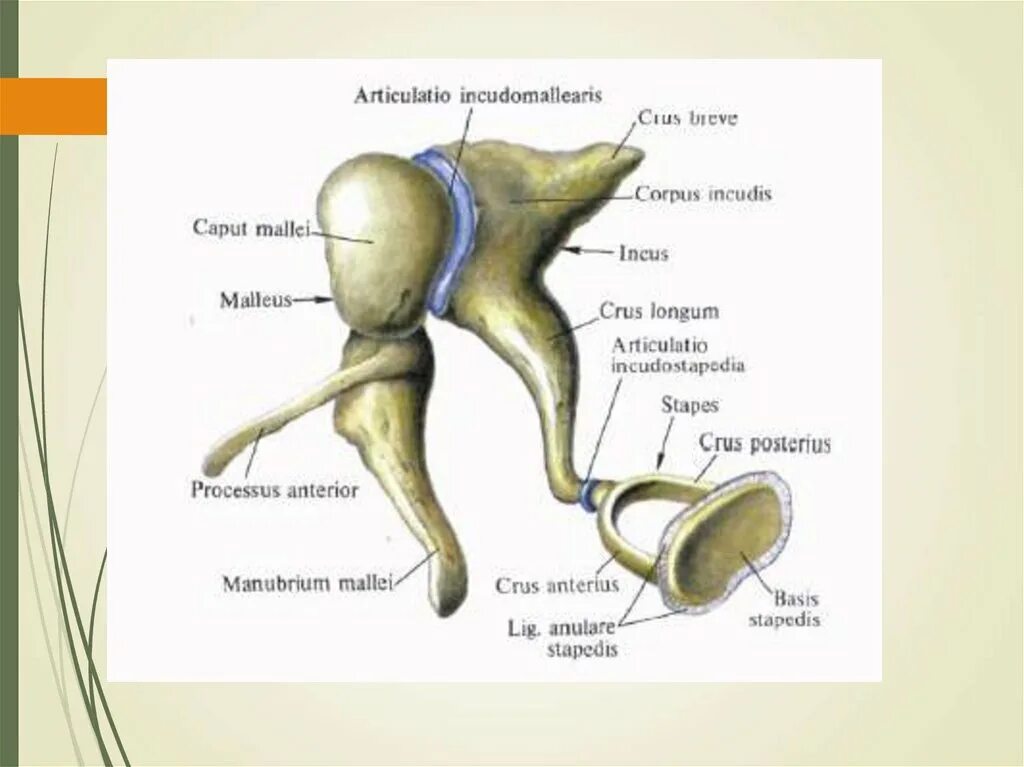Среднее ухо слуховые косточки строение. Строение молоточка наковальни и стремечка. Строение слуховых косточек анатомия. Среднее ухо молоточек наковальня и стремечко.
