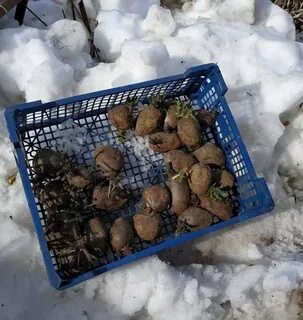 Экспериментатор произвел закладку клубней картофеля на зиму