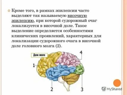 Височный тип мозга что такое