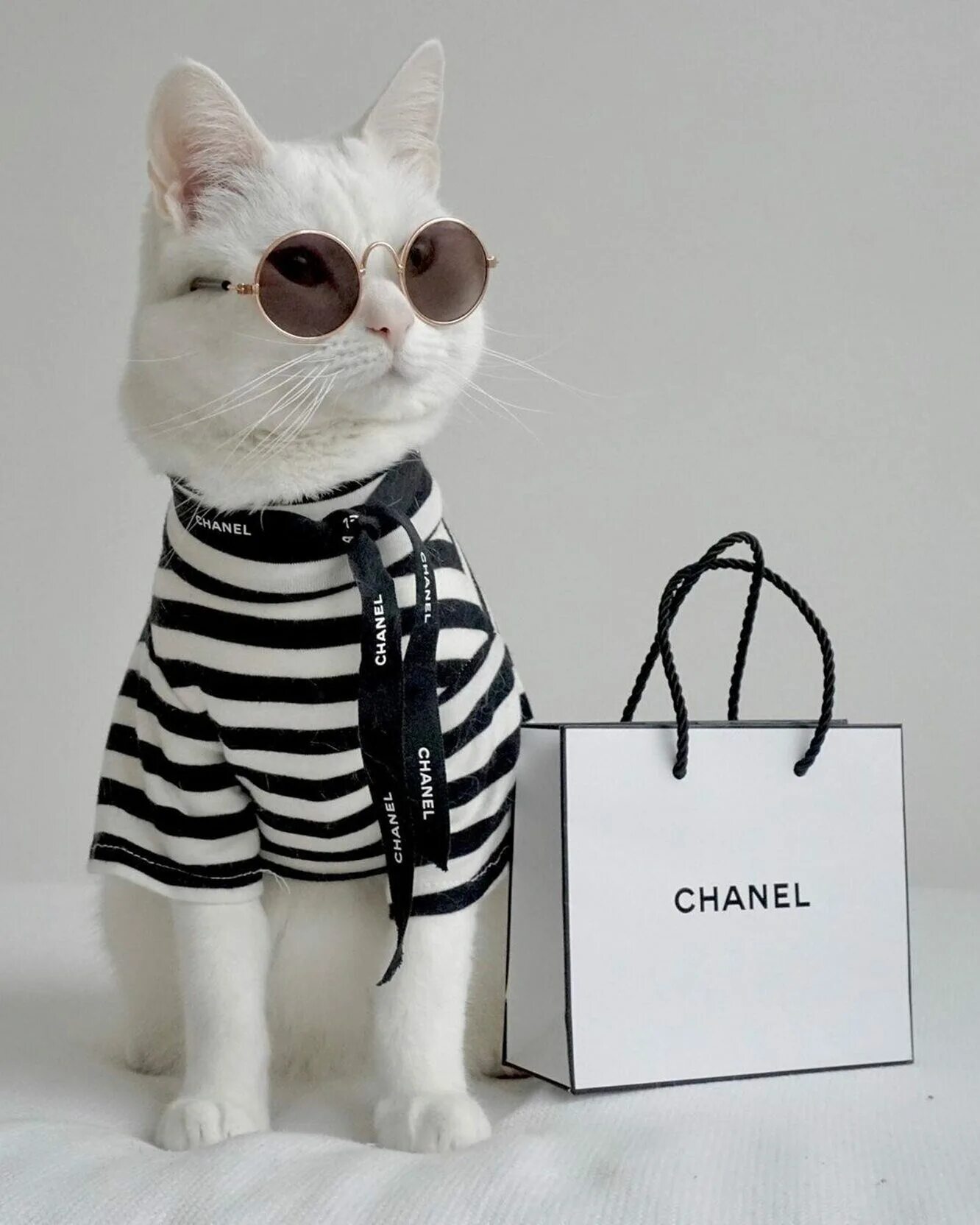 Стильная кошка. Кошка Заппа модель. Кошка Шанель. Стильный котик. Модные коты.