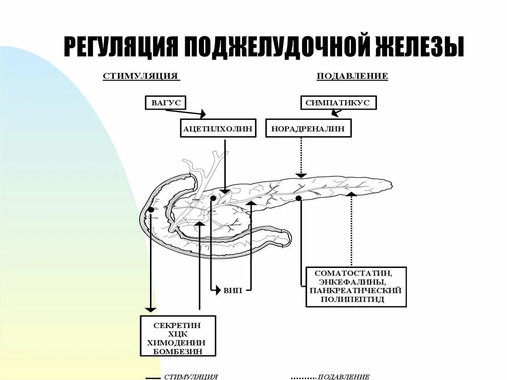 Регуляция секреторных функций. Регуляция секреции поджелудочной железы. гуморальная регуляция поджелудочной железы физиология. регуляция панкреатической секреции физиология. нервная регуляция секреции поджелудочного сока.
