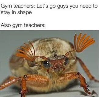 Усики майского жука