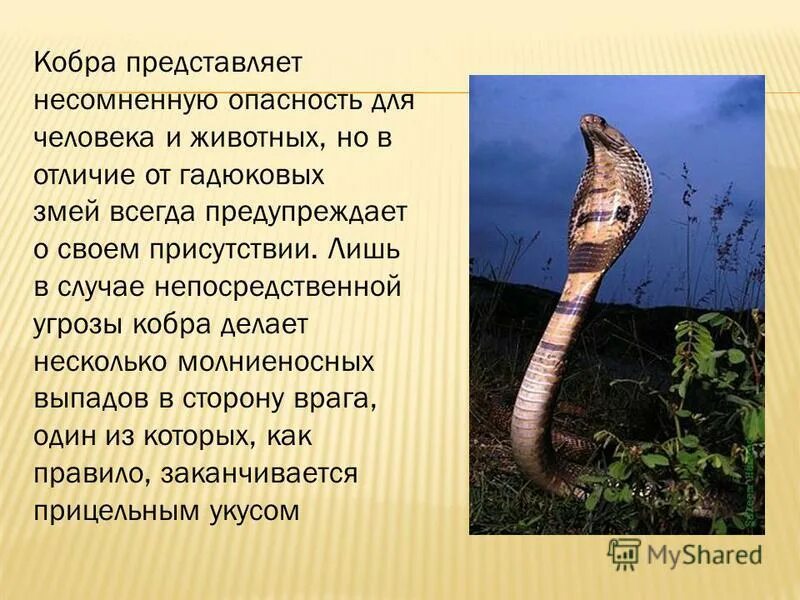 Cobra на русском