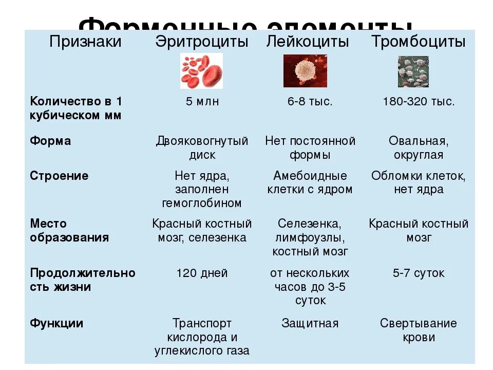 Признаки эритроциты лейкоциты тромбоциты таблица. Эритроциты лейкоциты тромбоциты таблица. Описание строения эритроцитов лейкоцитов тромбоцитов. Таблица форменные элементы крови тромбоциты эритроциты лейкоциты.