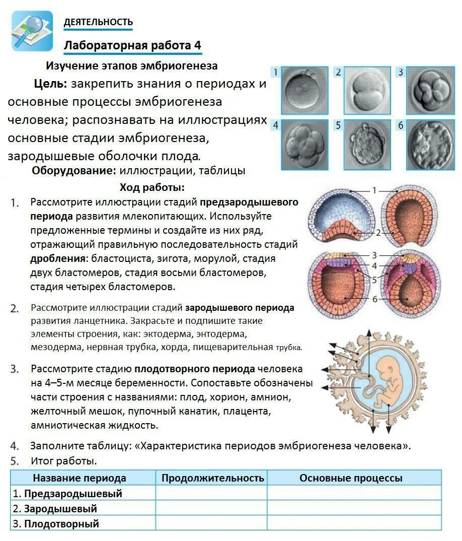 Установите последовательность стадий человека. Эмбриогенез строение. Стадии эмбриогенеза человека схема. Прогенез и эмбриогенез. Процессы эмбриогенеза таблица.