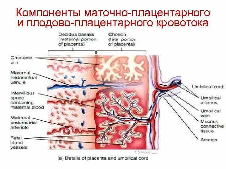 Маточно плацентарный кровоток и плодово плацентарный кровоток. Кровоснабжение плаценты человека. Матчого пдацентарное кровоображение. Матерно плавентарный кровоток. Маточная гемодинамика