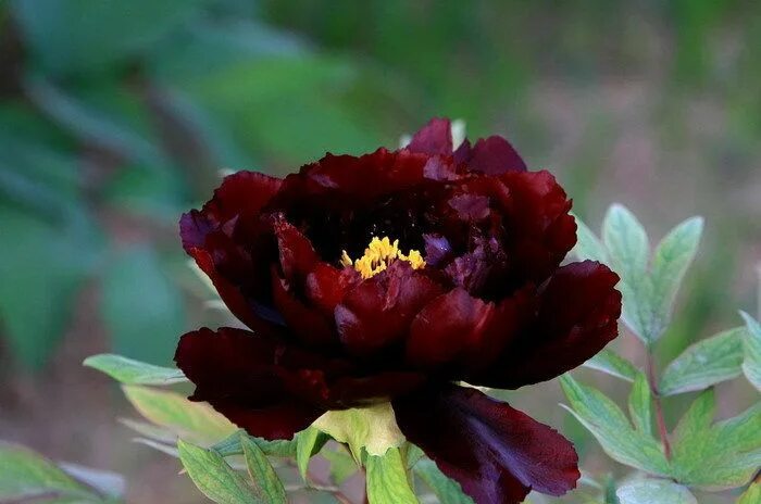 Пион блэк бьюти (black beauty): фото и описание, отзывы