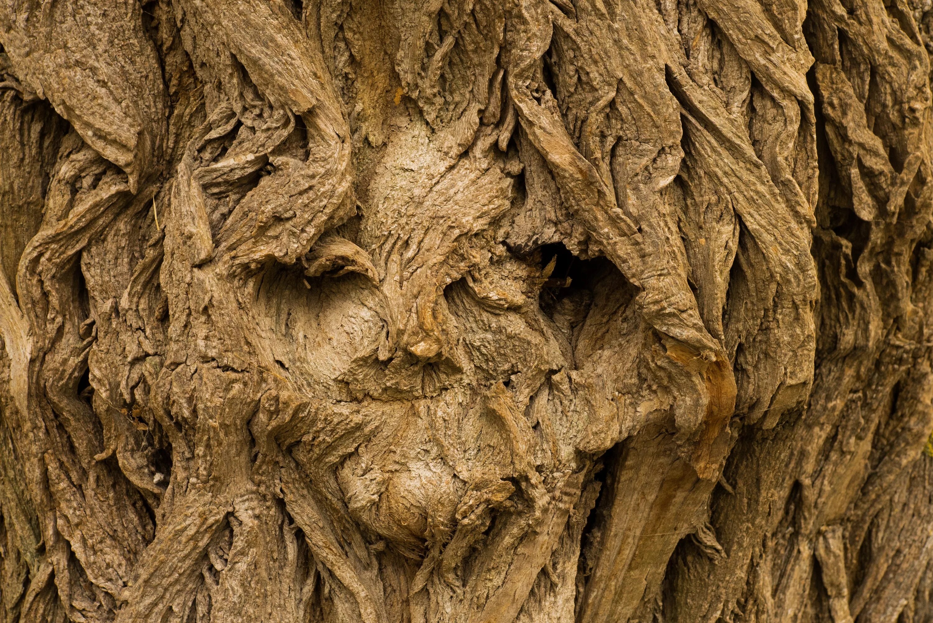 Картинки лицо дерево. Кора дерева. Деревья с необычной корой. Необычная фактура древесины. Текстура коры дерева.