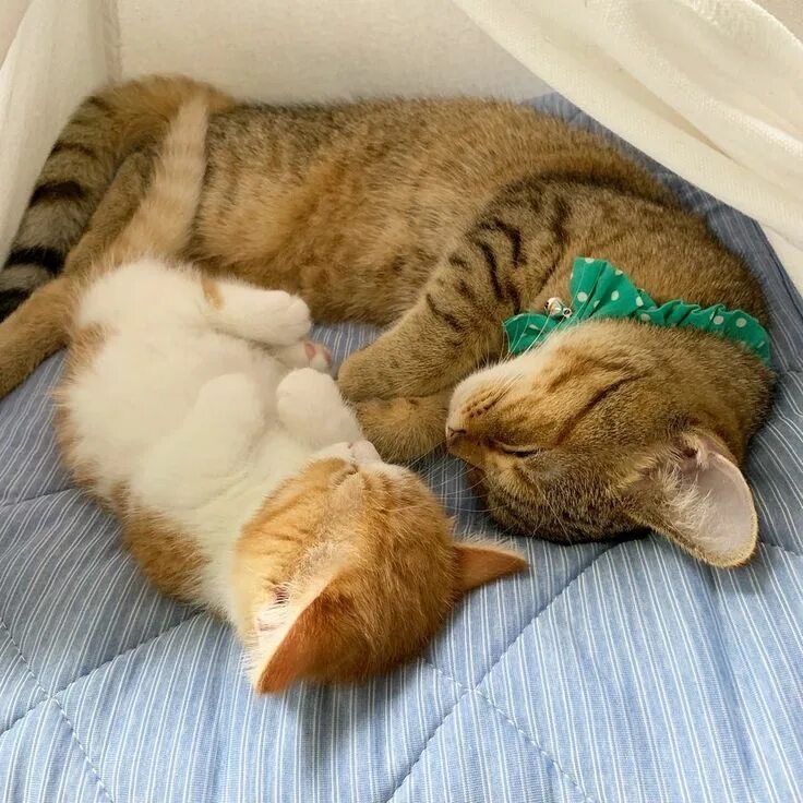 Коты спят или нет