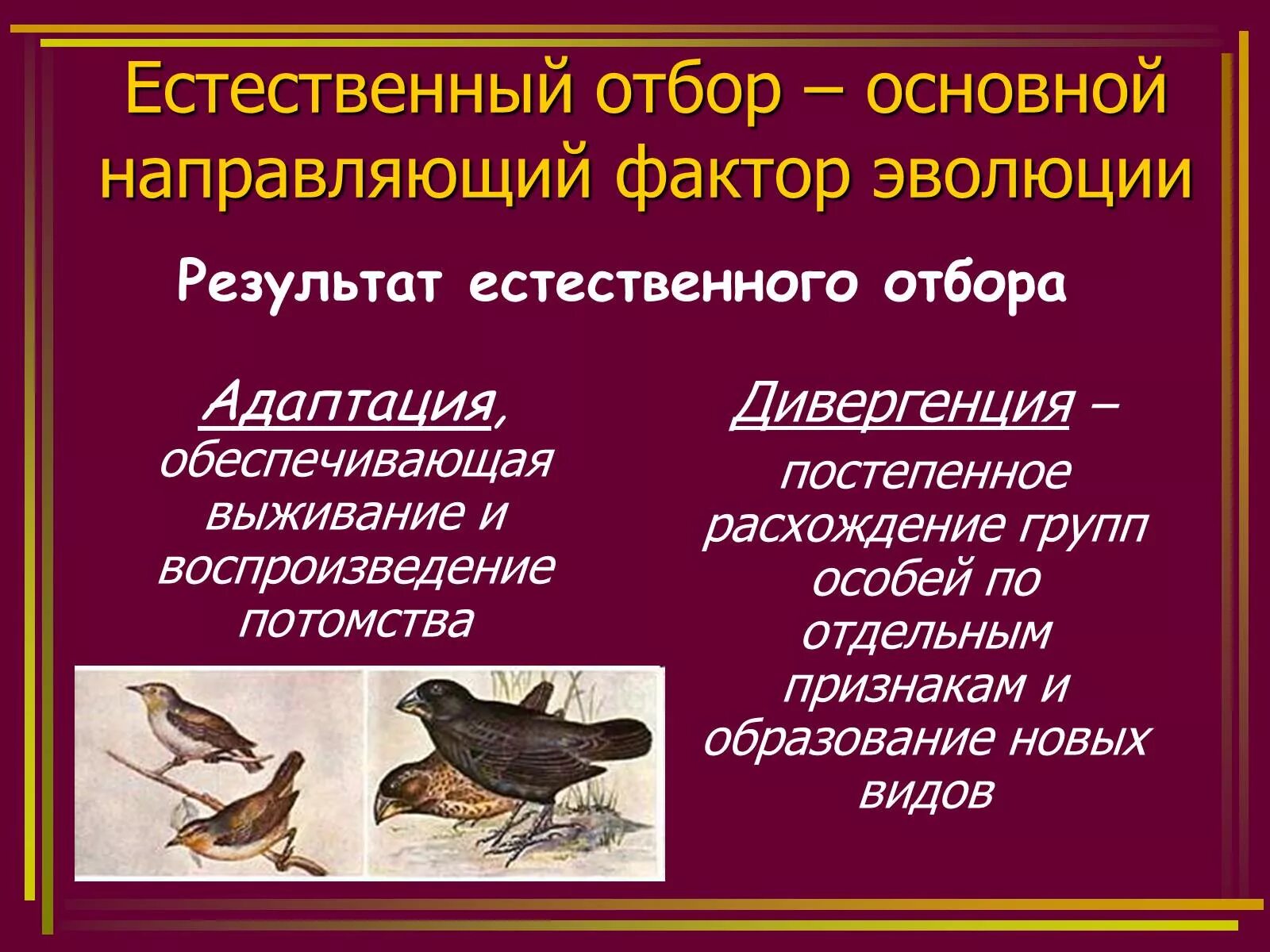 Адаптации дарвин. Естественный отбор направляющий фактор эволюции. Естественный отбор как фактор эволюции. Роль естественного отбора в эволюции.