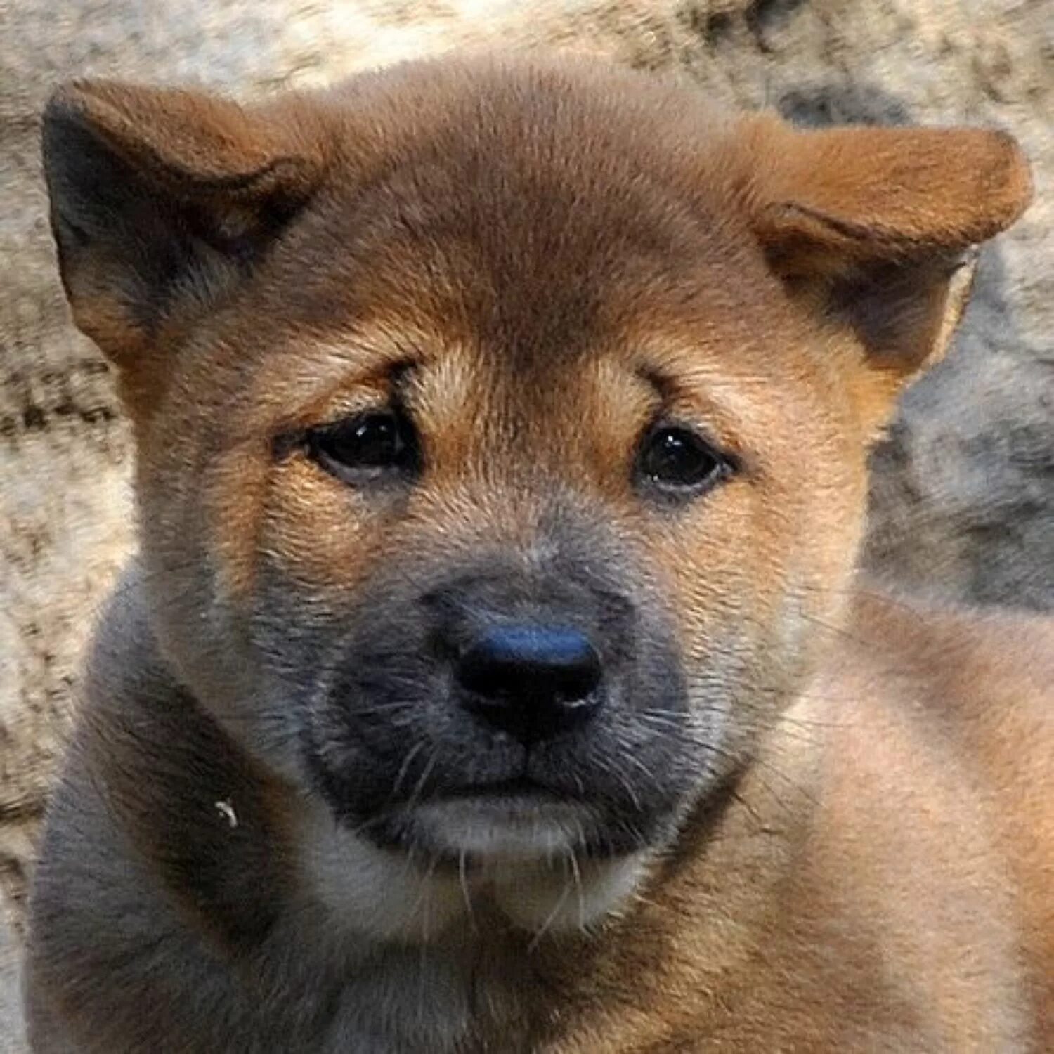 собака певец. новогвинейская поющая собака новогвинейская поющая собака. собака поет. новогвинейская пастушья собака. новогвинейская поющая собака окрасы.
