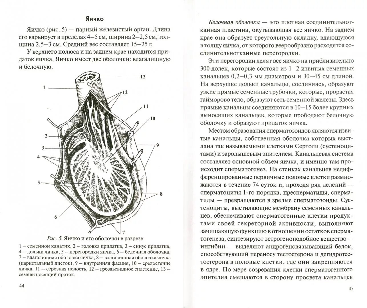 Функции оболочек яйца. Строение яичка белочная оболочка. Оболочки яичка и семенного канатика. Оболочки мошонки анатомия. Оболочки яичка анатомия.