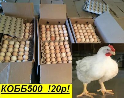 Продам птицефабрику