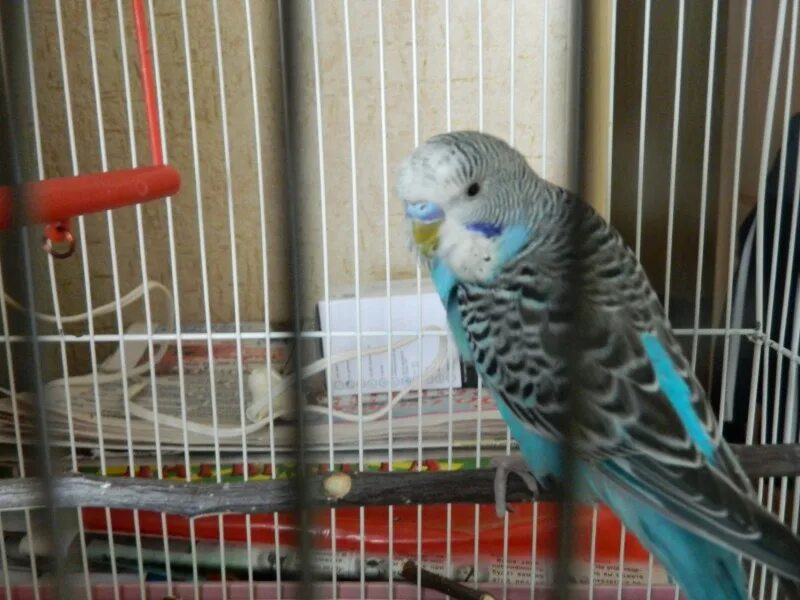 9 попугаев. 10 попугаев. Попугай читает стихи. Какарики попугаи. Ресторан 9 попугаев в пушкине.