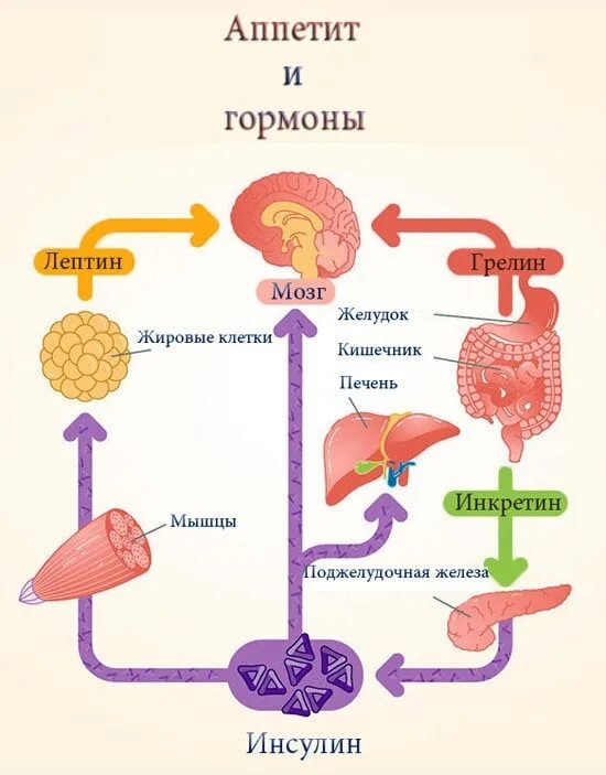 Гормоны. Гормоны это. Гормоны картинки. Схема выработки гормонов в организме.
