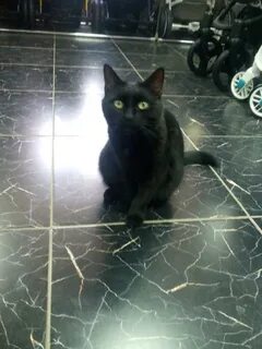 Сначала кота