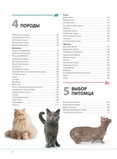 Кошачьи список