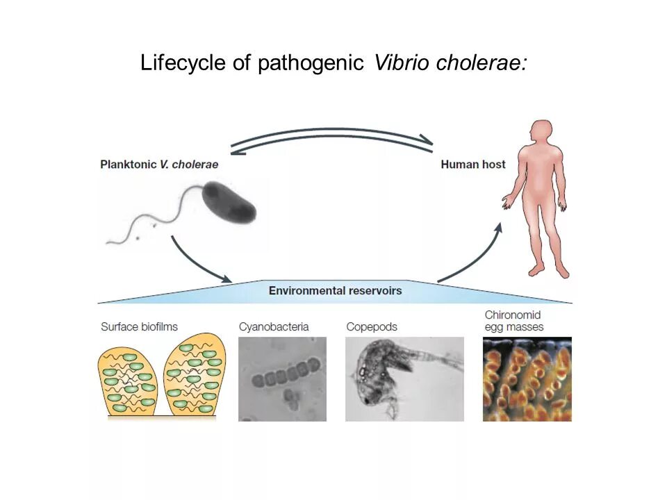 Организм трутовик окаймленный холерный вибрион. Холерный вибрион симптомы. Для Vibrio cholerae характерны признаки:. Холерный вибрион попадает в организм человека. Вибрио холера пути передачи.
