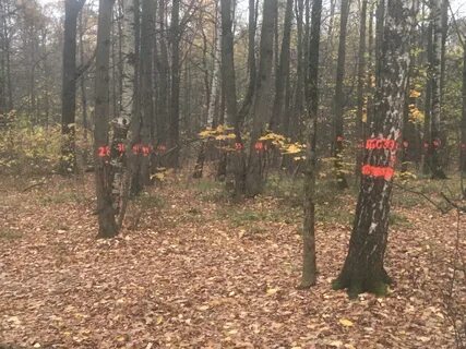 Северное города одинцово раскинулся подушкинский лес
