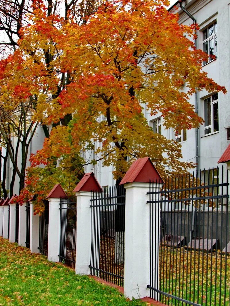 Сайт клена киров. Клен у забора. Клен школа. Клен во дворе. Кленовая изгородь.