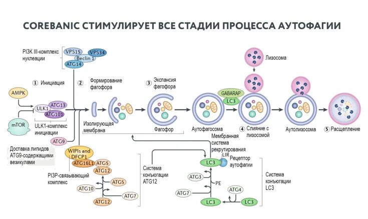 Аутофагия это простыми словами. Гетерофагия и аутофагия. Стадии аутофагии. Аутофагия иммунология. Голодание аутофагия.