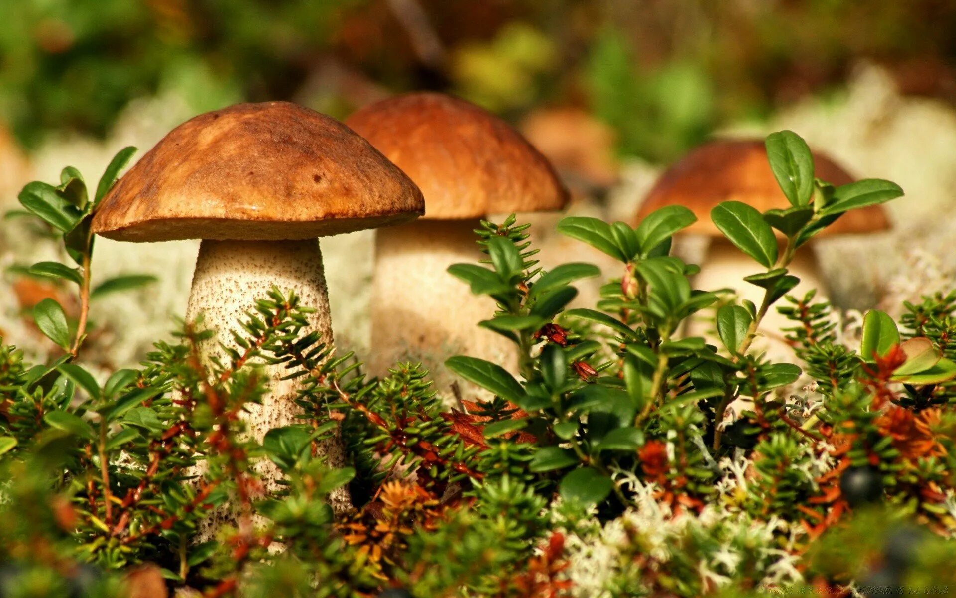 Хороша грибами время года. Фотя Поветенный. Грибы в лесу. Осенние грибы. Грибы обои.