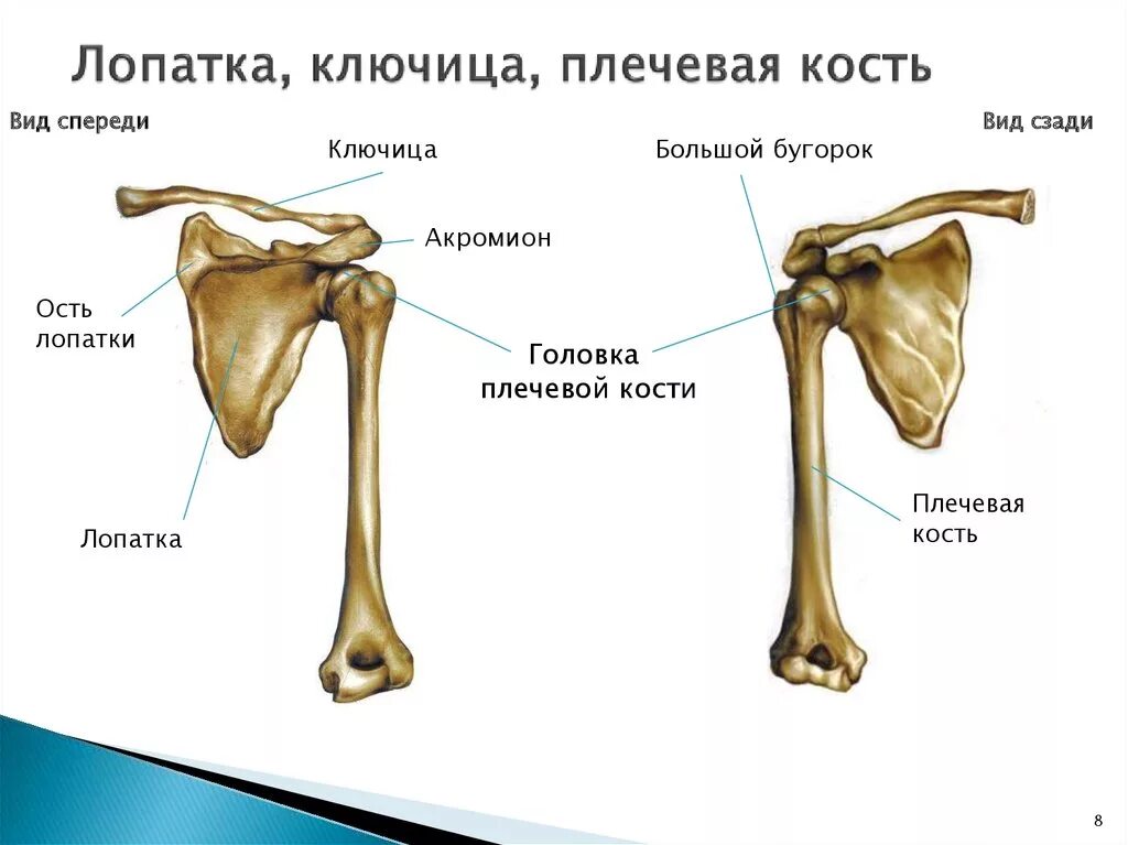 Кости плеча сколько костей