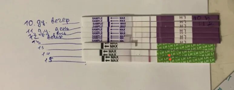 Тест на беременность фото. Беременность не в овуляцию. Нет беременности в овуляцию. Можно верить тестам